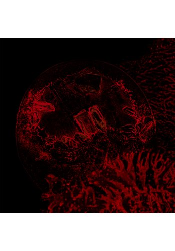 IMPURE DECLARATION "Of Veins, Tendons And Bones" CD