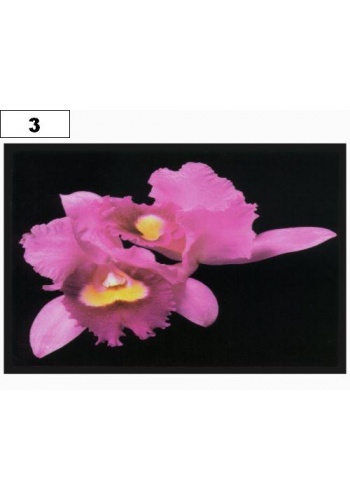Naszywka OPETH Orchid (03)